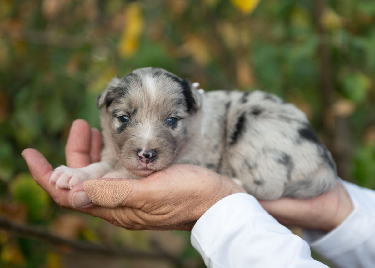 Blue Merle Border Collie puppy for sale in Georgia.