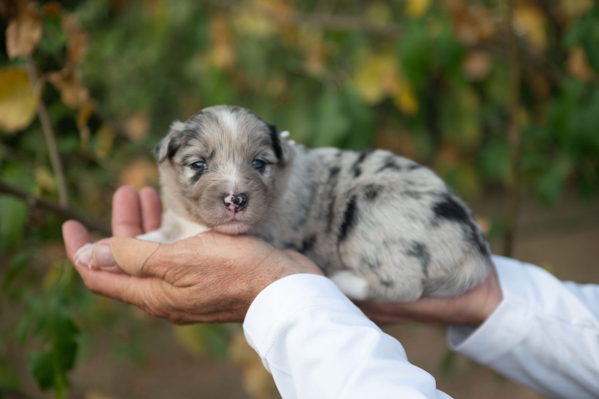 Blue Merle Border Collie puppy for sale in Georgia.