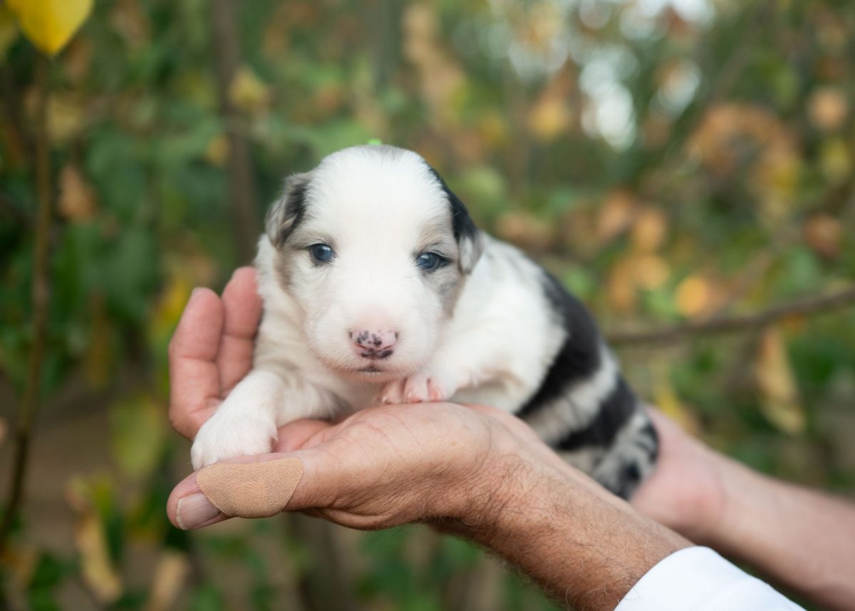 Blue Merle Male Border Collie puppy for sale in California.