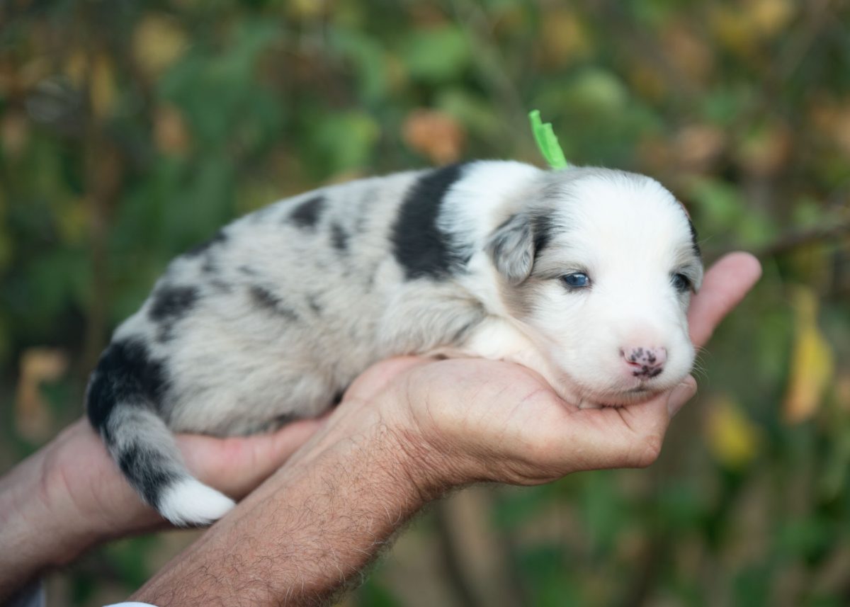 Blue Merle Male Border Collie puppy for sale in California.