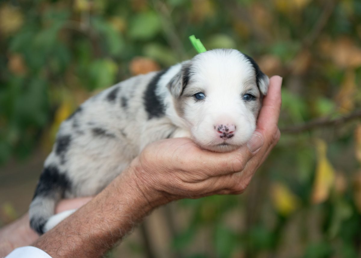 Blue Merle Male Border Collie puppy for sale in California.
