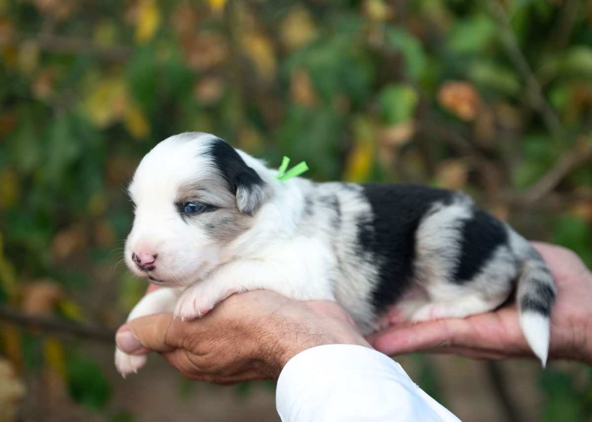 Blue Merle Male Border Collie puppy for sale in California.