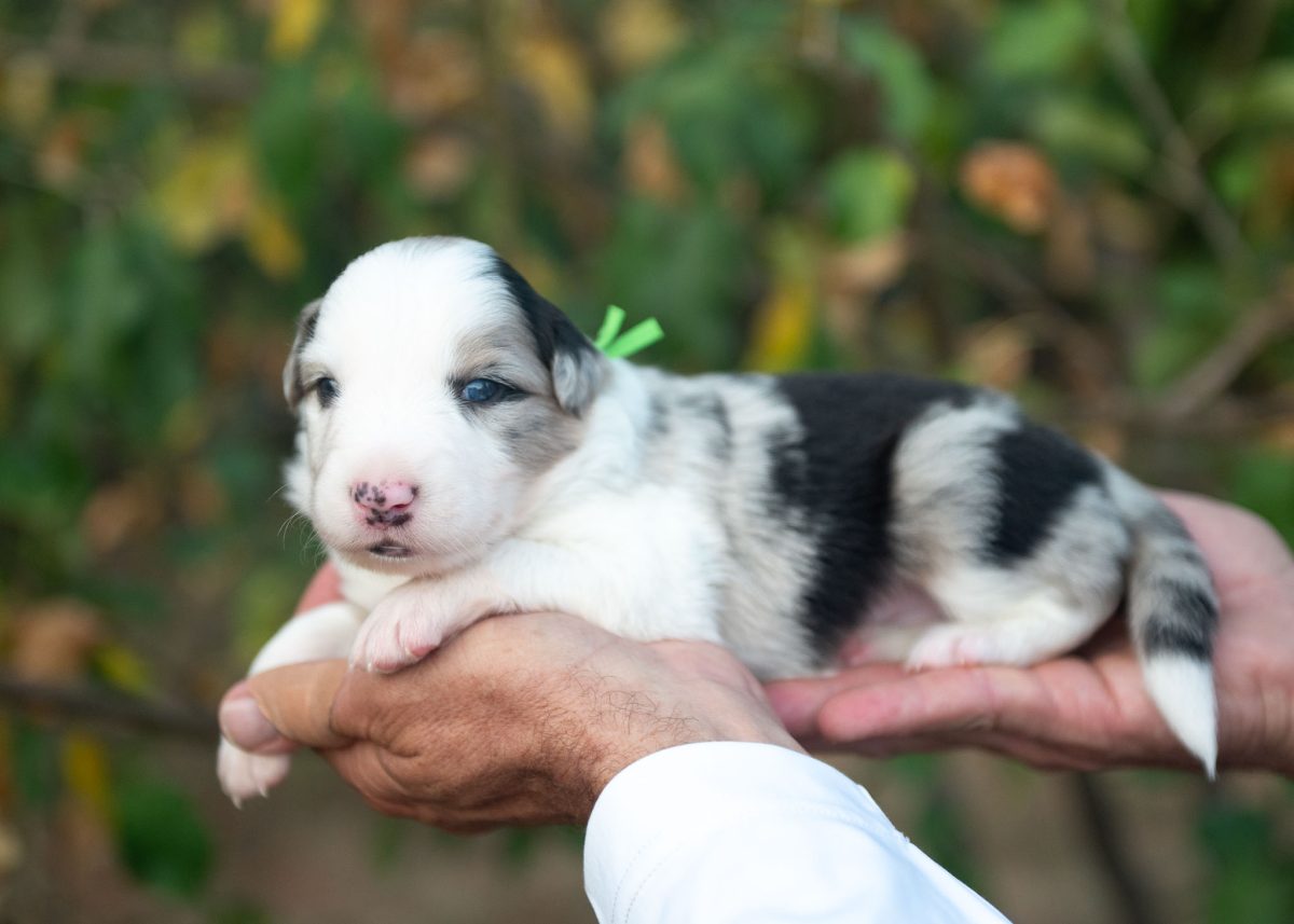 Blue Merle Male Border Collie puppy for sale in California.