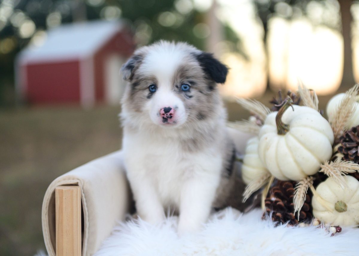 Blue merle Border Collie puppy for sale in New Mexico.