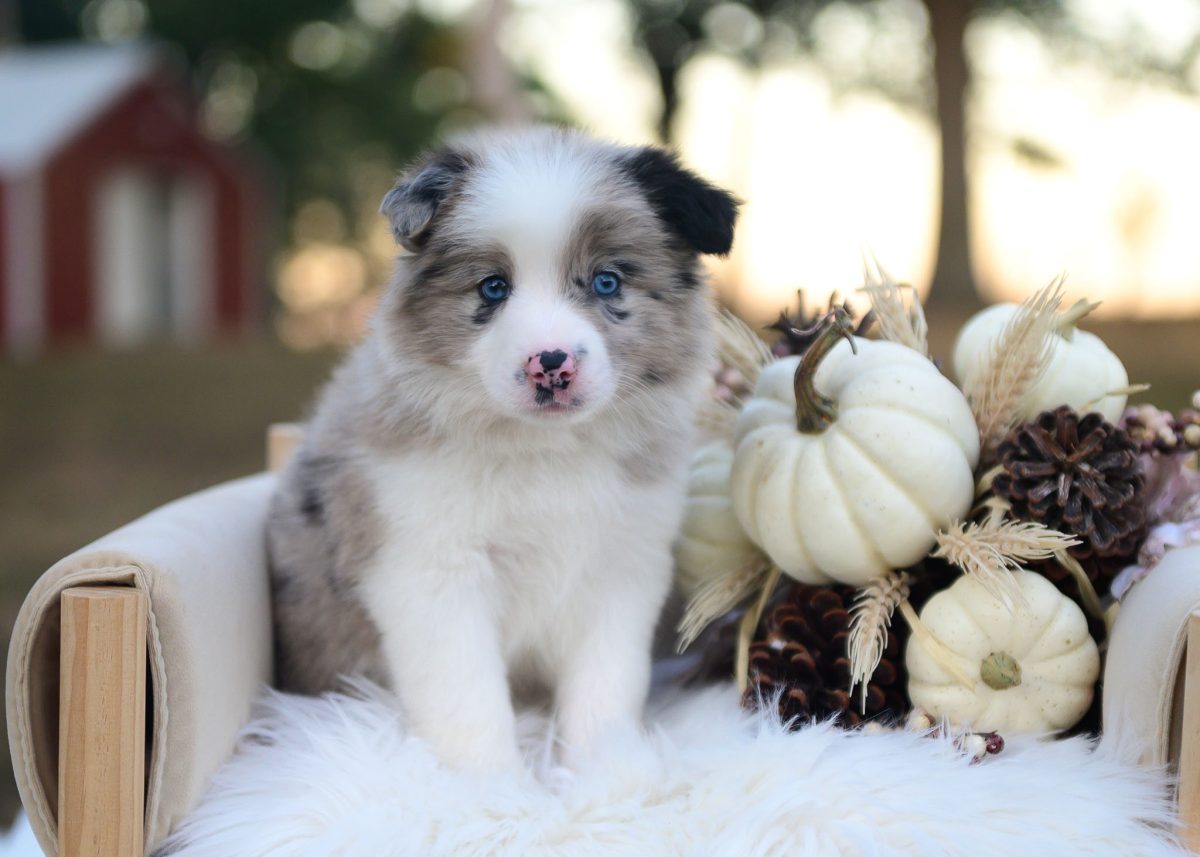 Blue merle Border Collie puppy for sale in New Mexico.