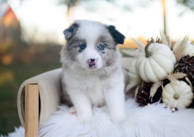Miles | Blue Merle Male Border Collie Puppy