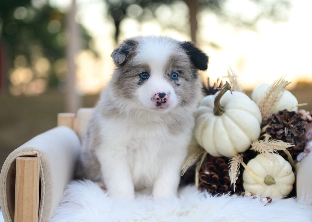 Blue merle Border Collie puppy for sale in New Mexico.