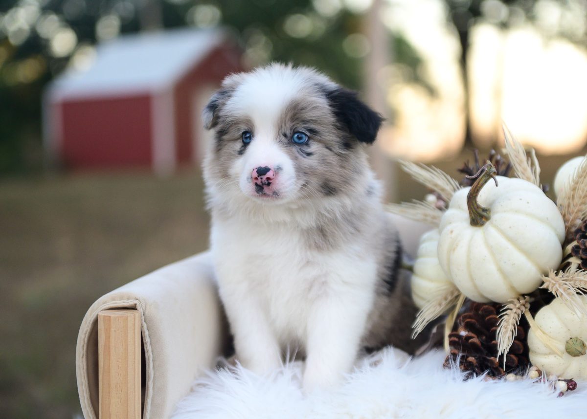 Blue merle Border Collie puppy for sale in New Mexico.