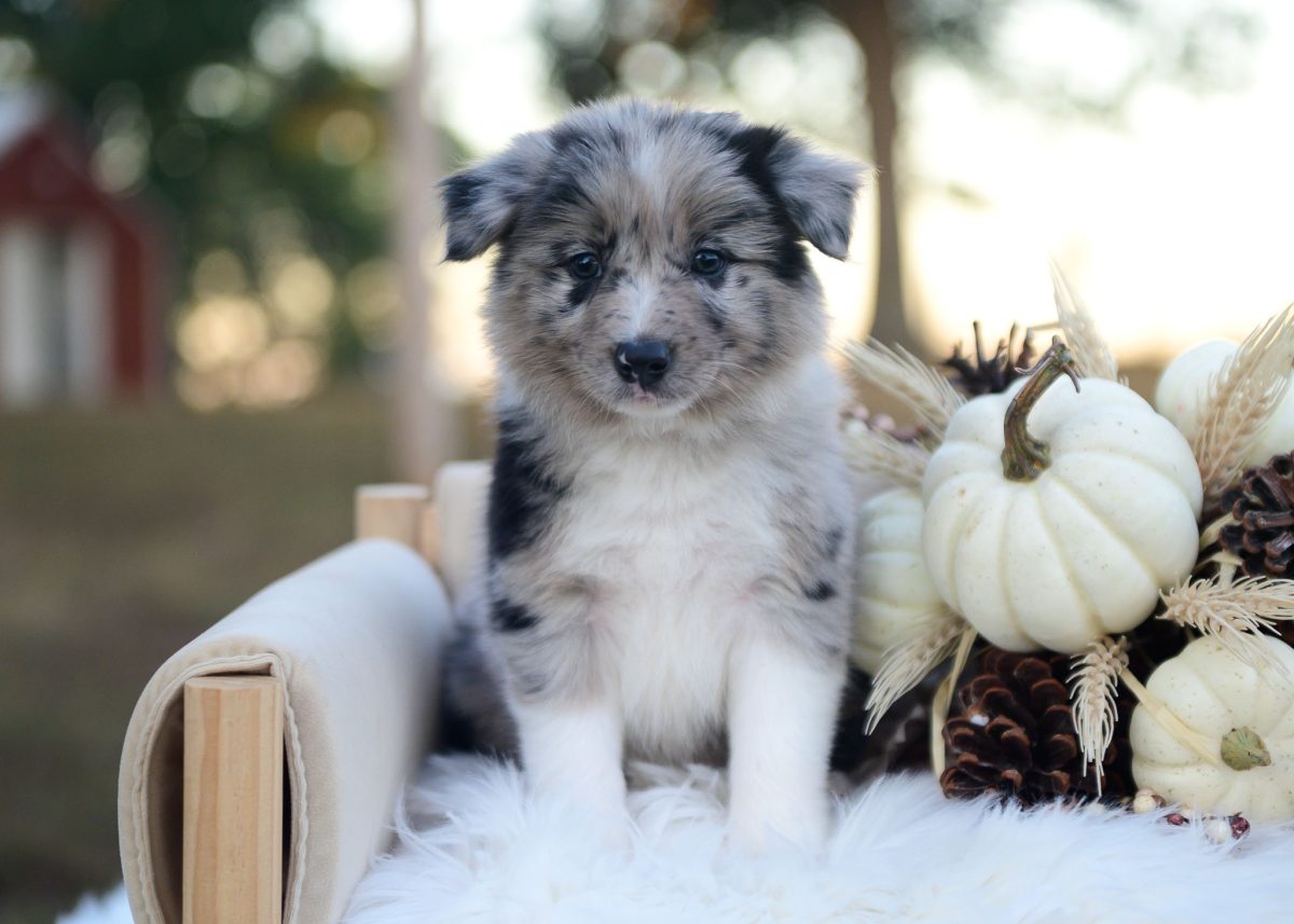 Blue merle Border Collie puppy for sale in Texas.
