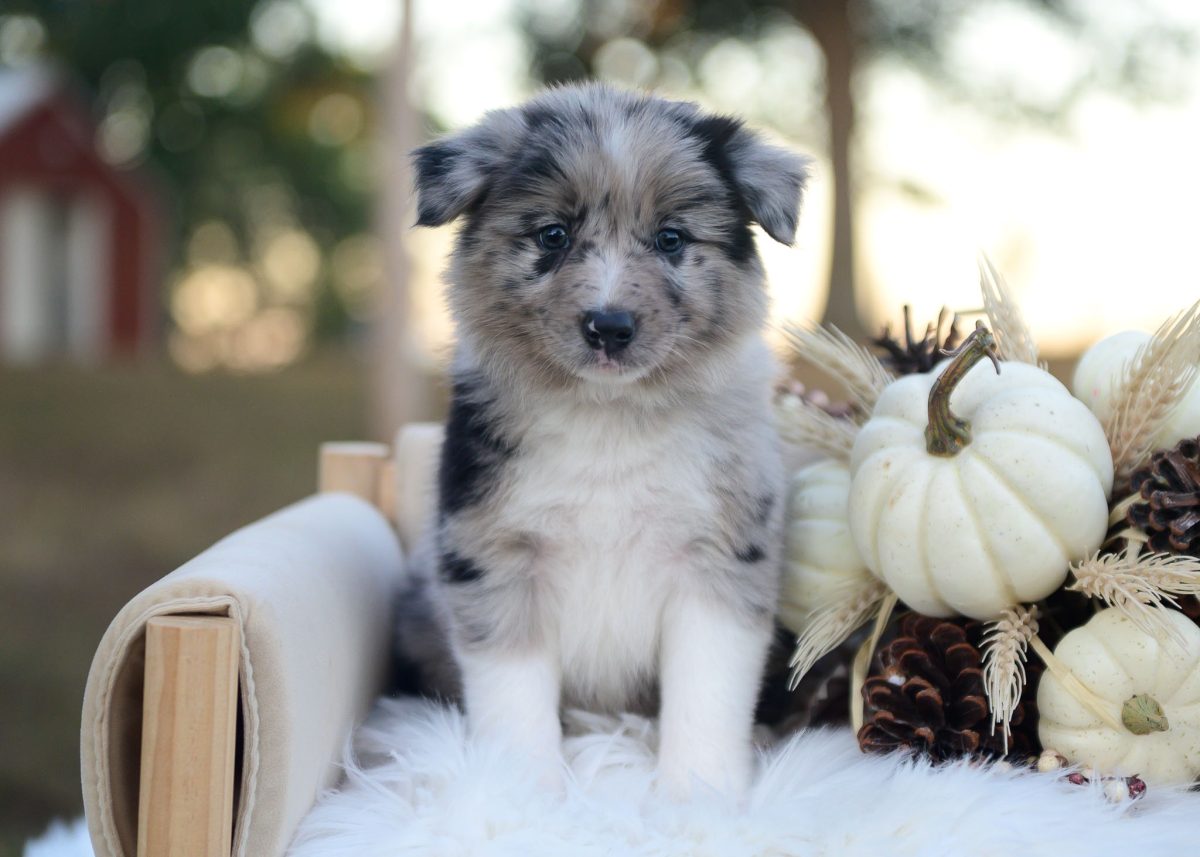 Blue merle Border Collie puppy for sale in Texas.