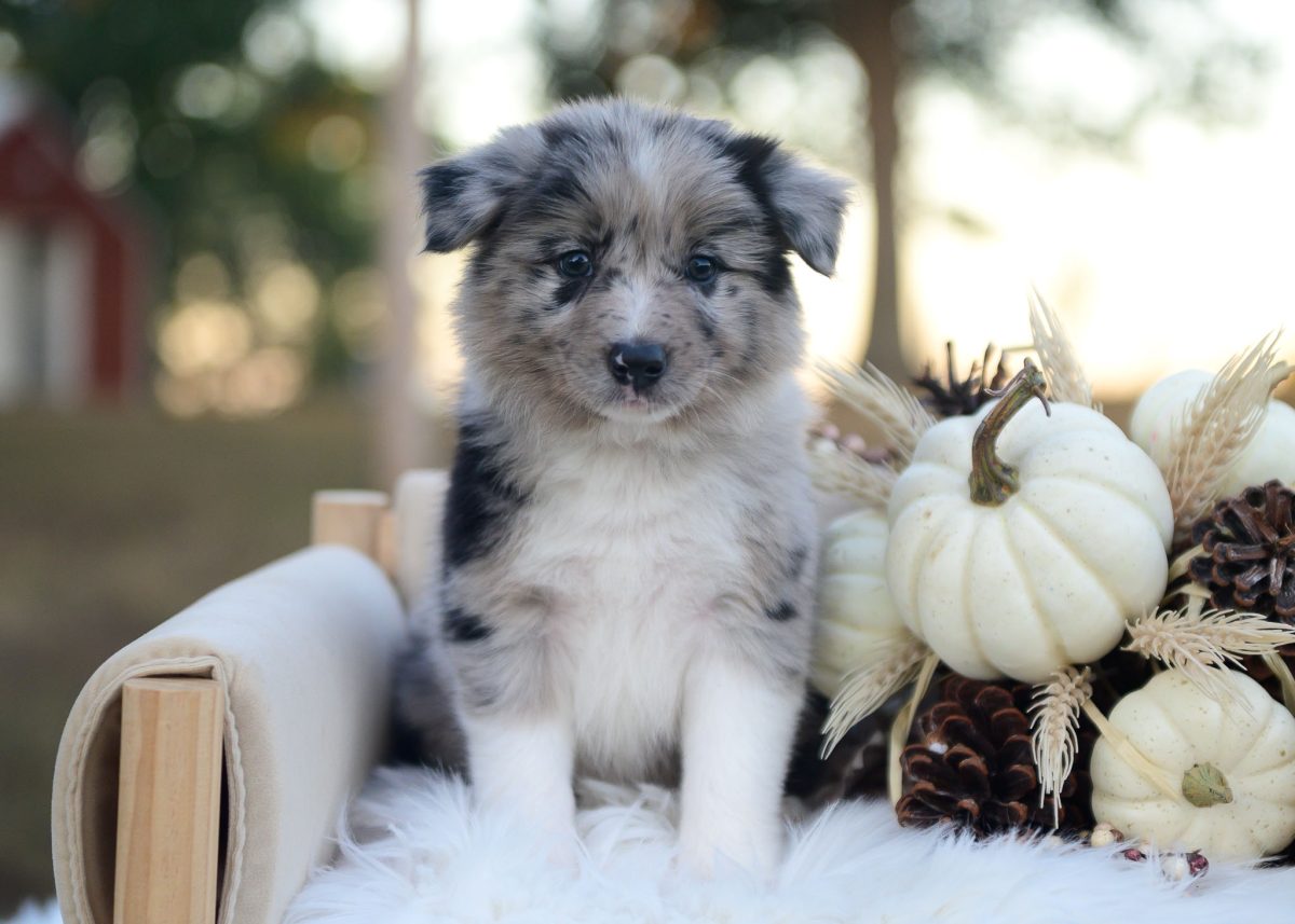 Blue merle Border Collie puppy for sale in Texas.