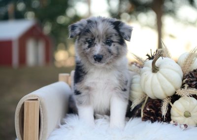 Reserved | Journey | Blue Merle Female Border Collie Puppy