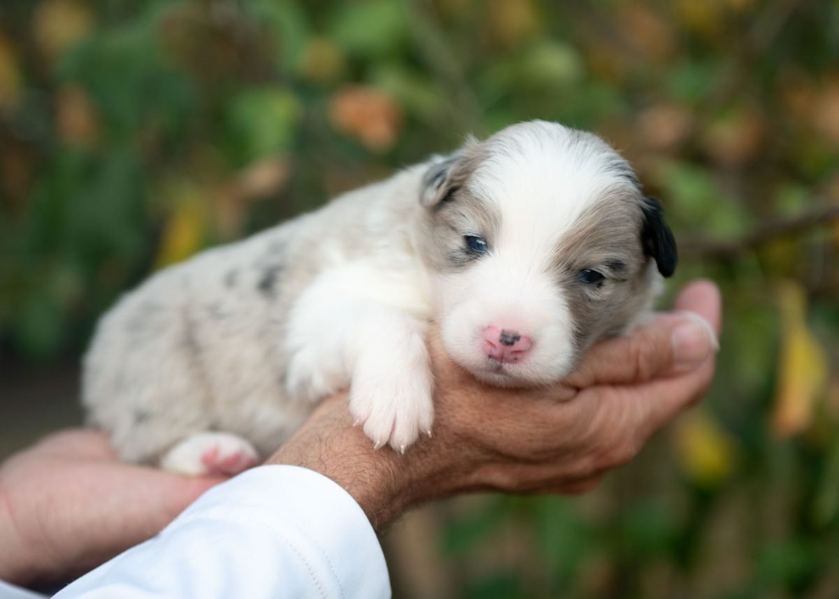 Blue Merle Border Collie Puppy for sale in Colorado.