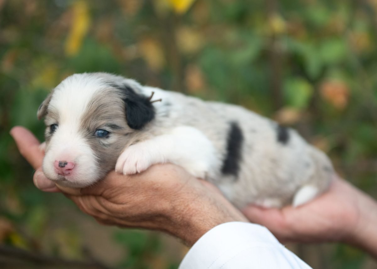 Blue Merle Border Collie Puppy for sale in Colorado.