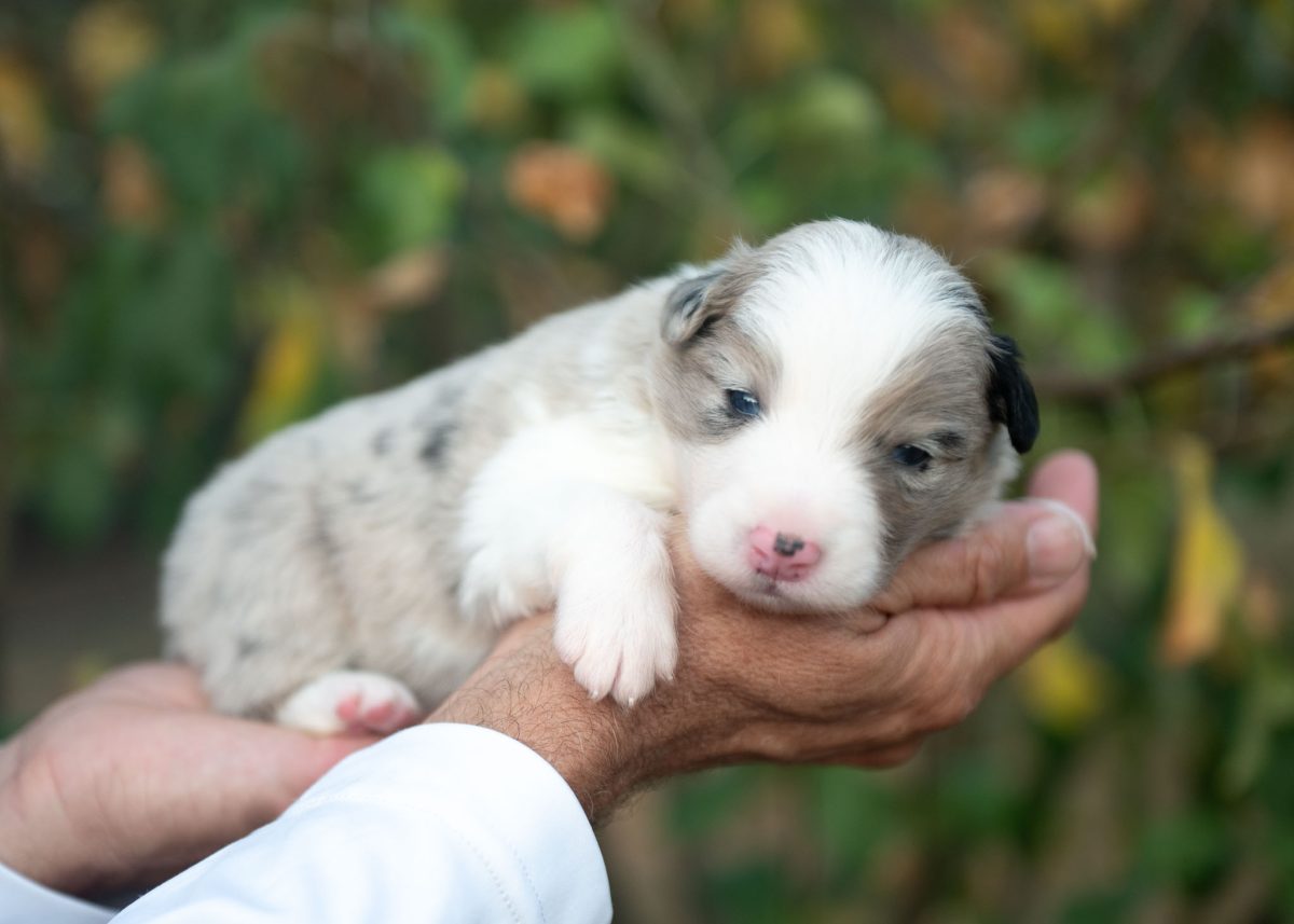 Blue Merle Border Collie Puppy for sale in Colorado.