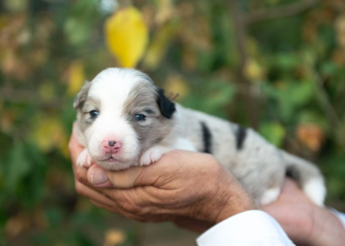 Blue Merle Border Collie Puppy for sale in Colorado.