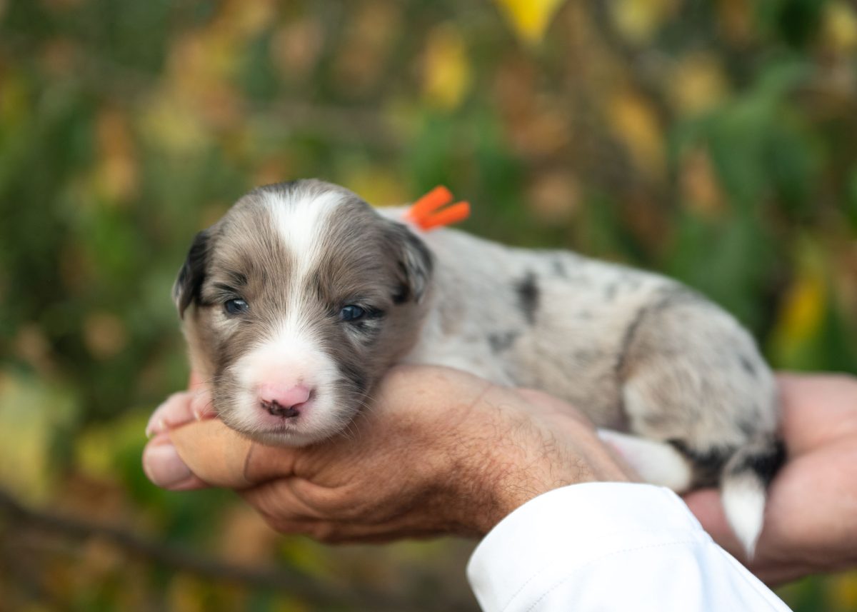 Wilder is a Blue Merle Border Collie Puppy. | Border Collie Puppies For sale | Bred with HEART Border Collie Breeder Border Collie Puppy for sale in Illinois.