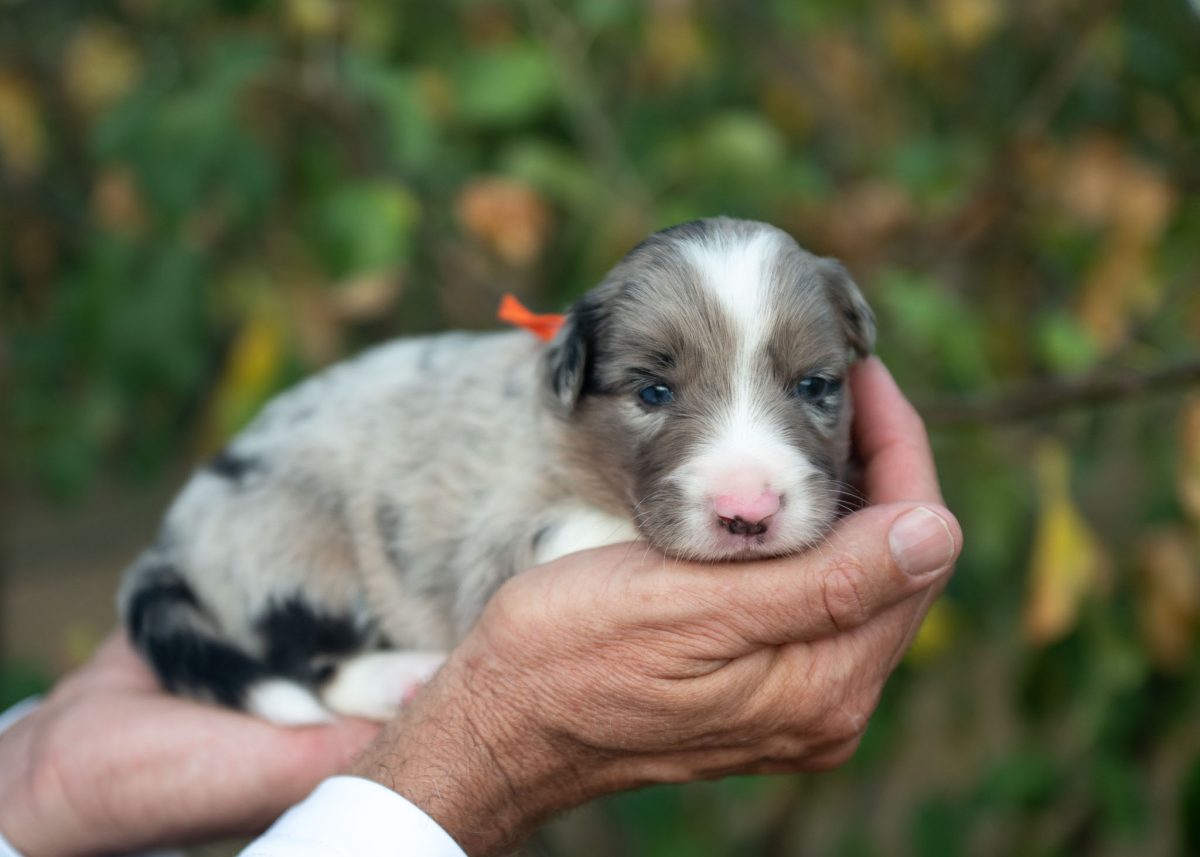 Wilder is a Blue Merle Border Collie Puppy. | Border Collie Puppies For sale | Bred with HEART Border Collie Breeder Border Collie Puppy for sale in Illinois.