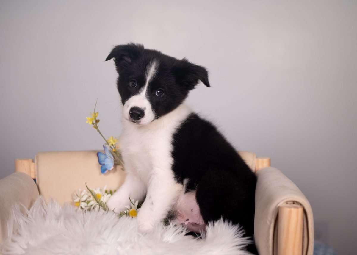 Border Collie Puppy for sale in Kansas.