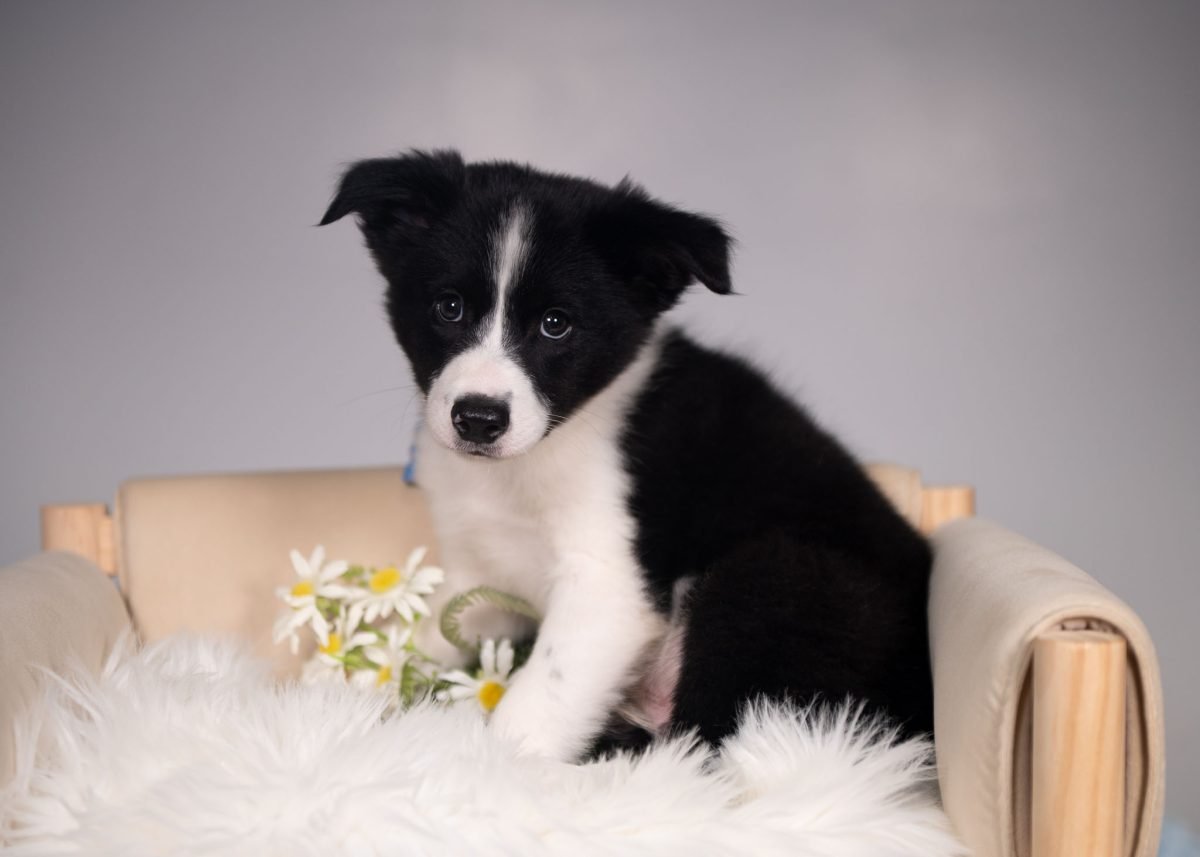 Border Collie Puppy for sale in Kansas.
