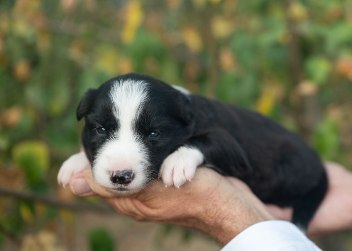 Border Collie Puppy for sale in Missouri.