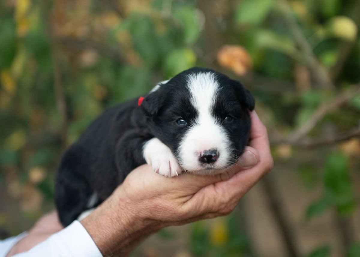 Border Collie Puppy for sale in Missouri.