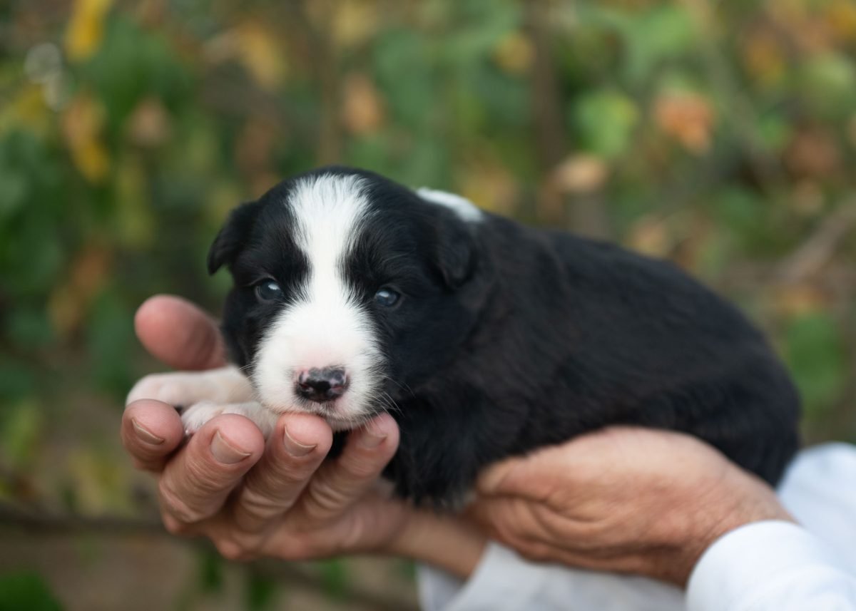 Border Collie Puppy for sale in Missouri.