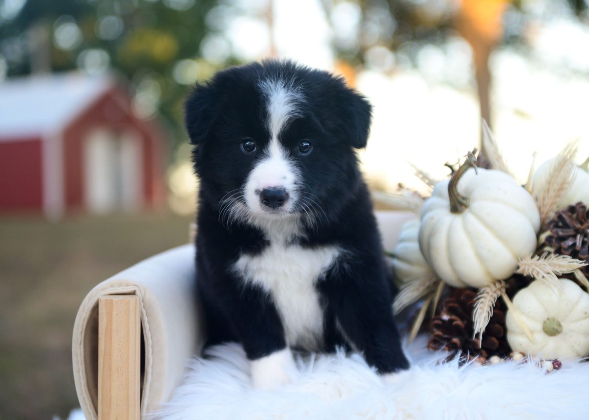 Black and White Border Collie puppy for sale in Texas.