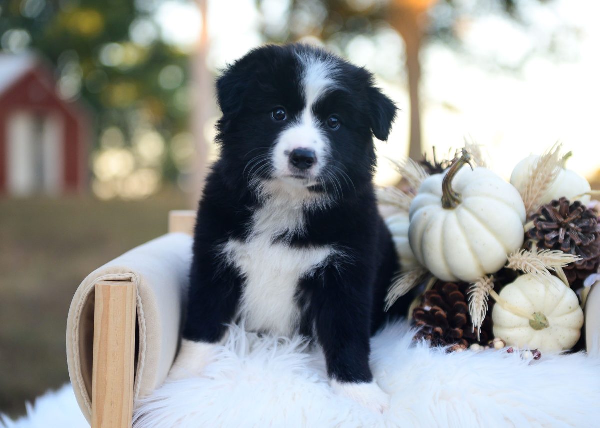 Black and White Border Collie puppy for sale in Texas.
