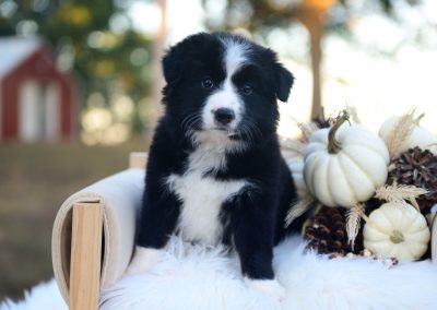 Gypsy | Black and White Female Border Collie Puppy
