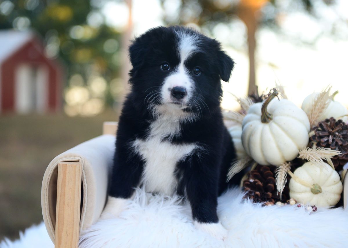 Black and White Border Collie puppy for sale in Texas.