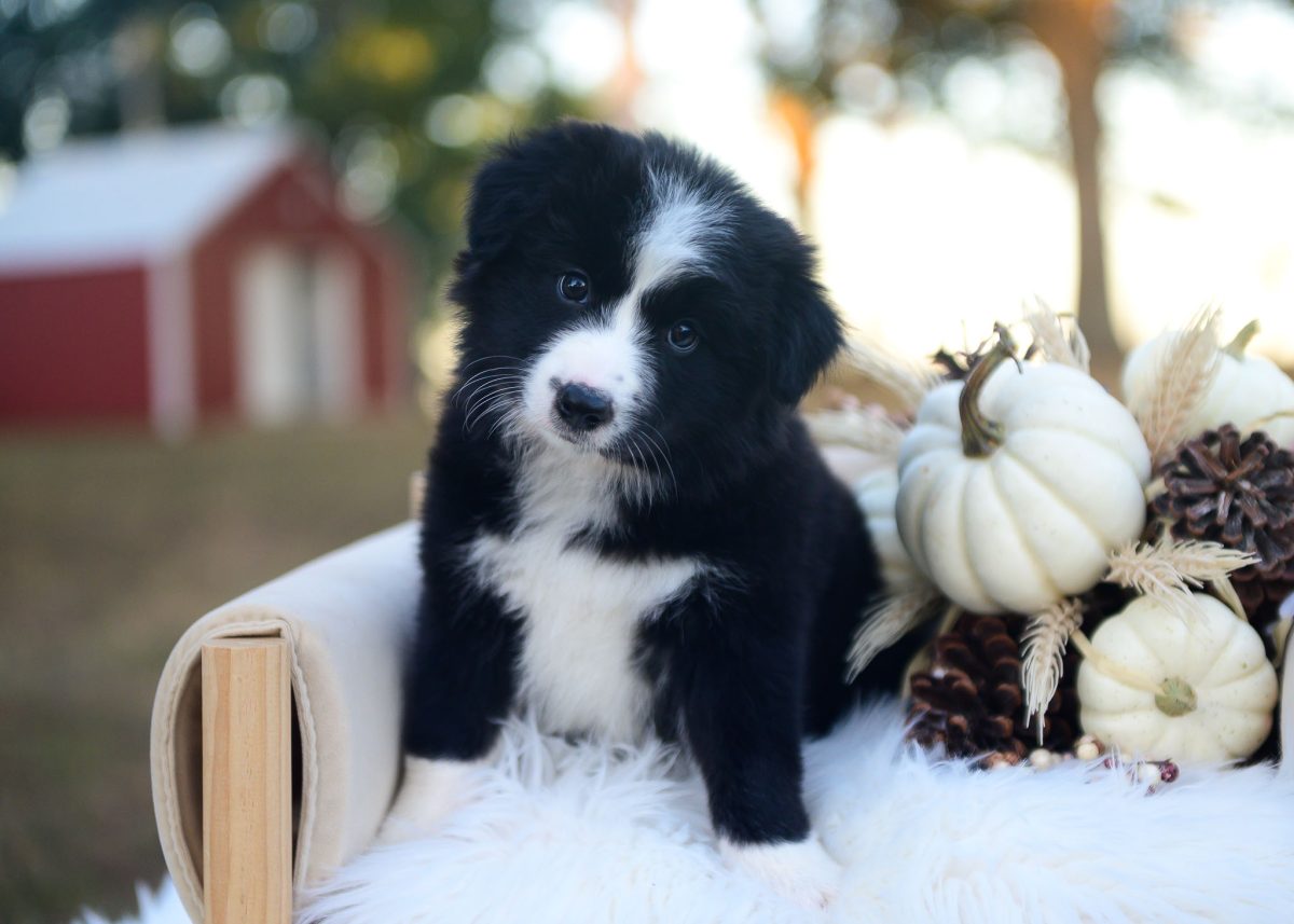 Black and White Border Collie puppy for sale in Texas.