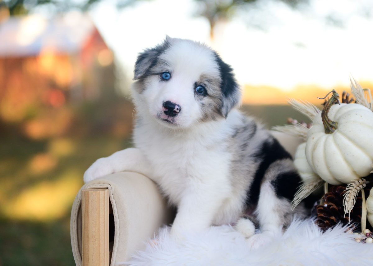 Blue merle Border collie puppy for sale in Arizona.