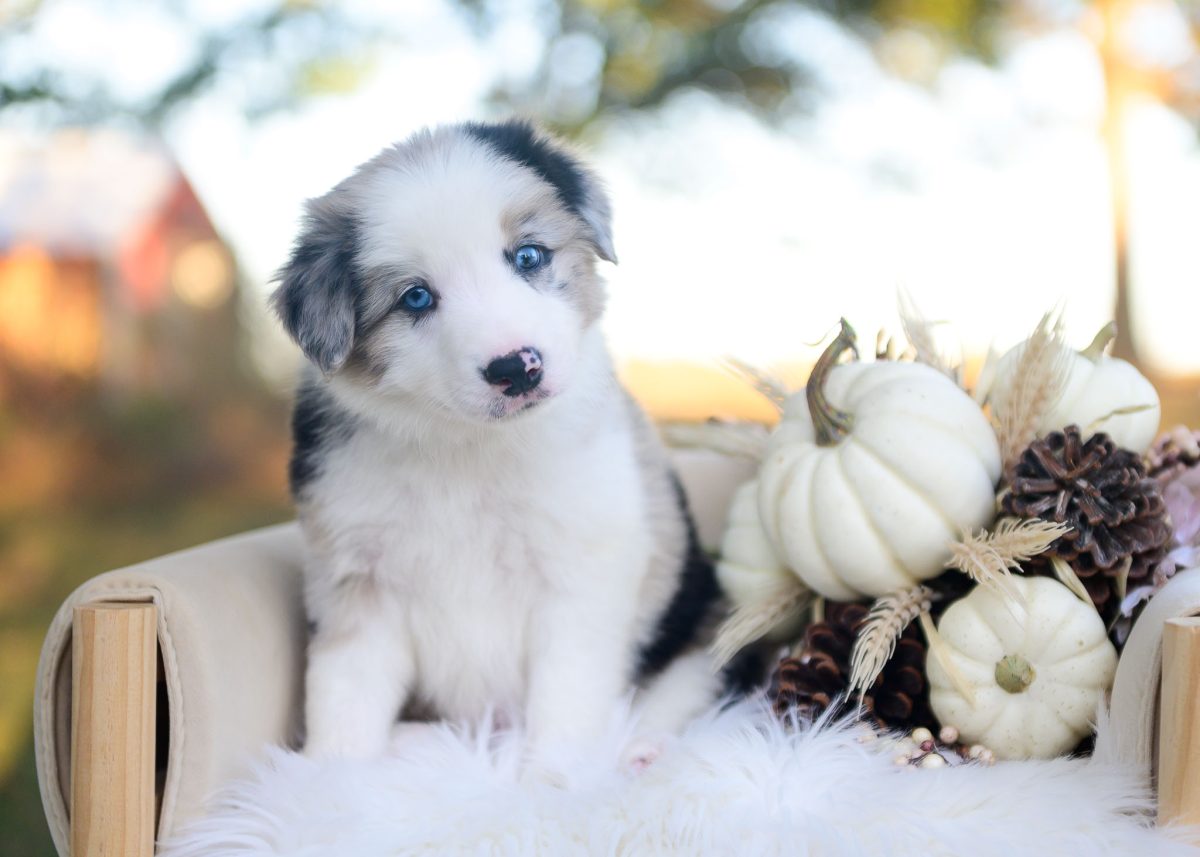 Blue merle Border collie puppy for sale in Arizona.