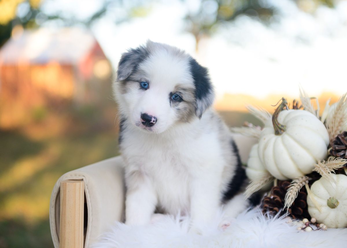 Blue merle Border collie puppy for sale in Arizona.