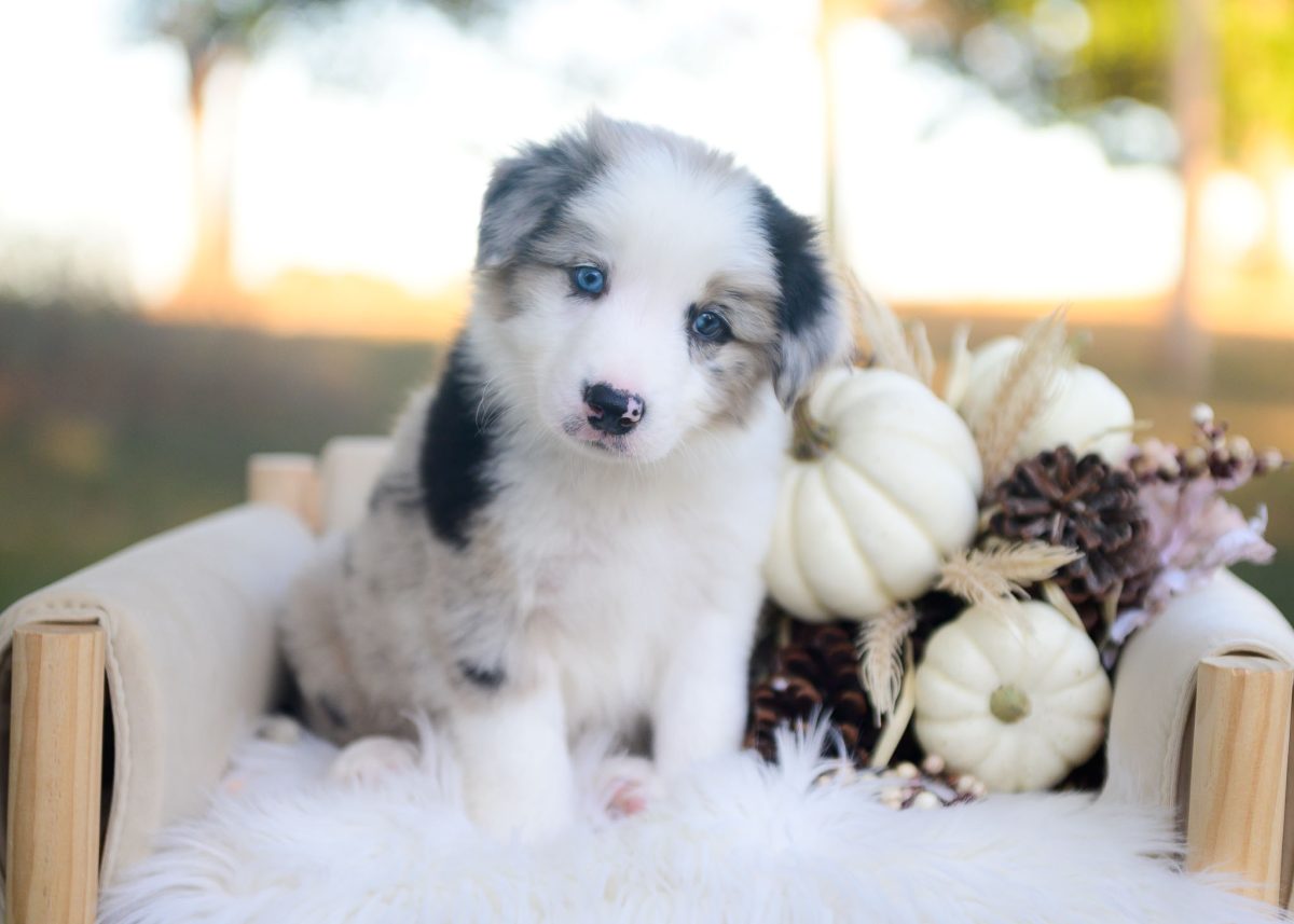 Blue merle Border collie puppy for sale in Arizona.