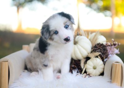 Sage | Blue Merle Male Border Collie Puppy