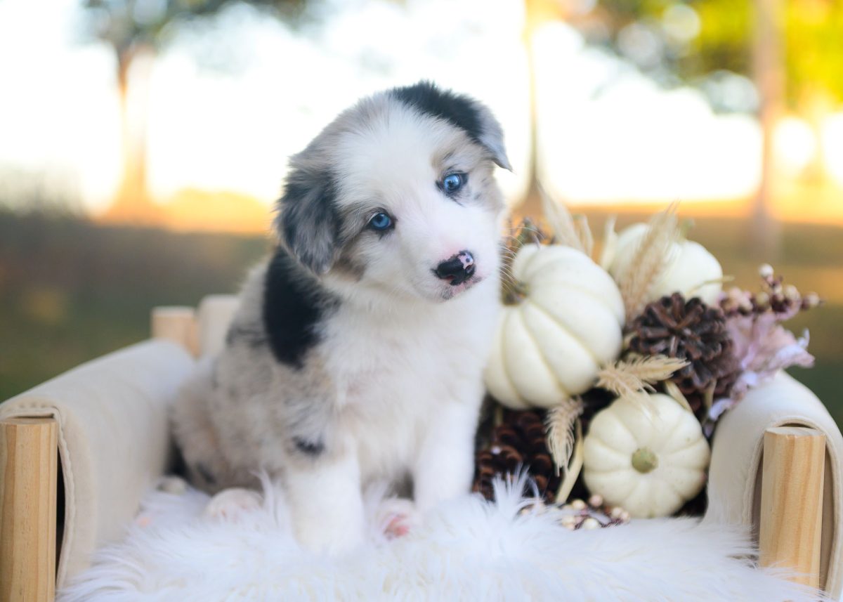 Blue merle Border collie puppy for sale in Arizona.